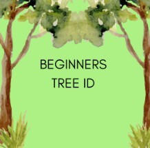26 feb lepe tree id