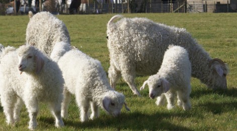 26 feb mohair