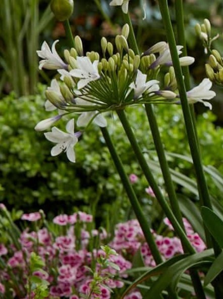 26 july fairweathers