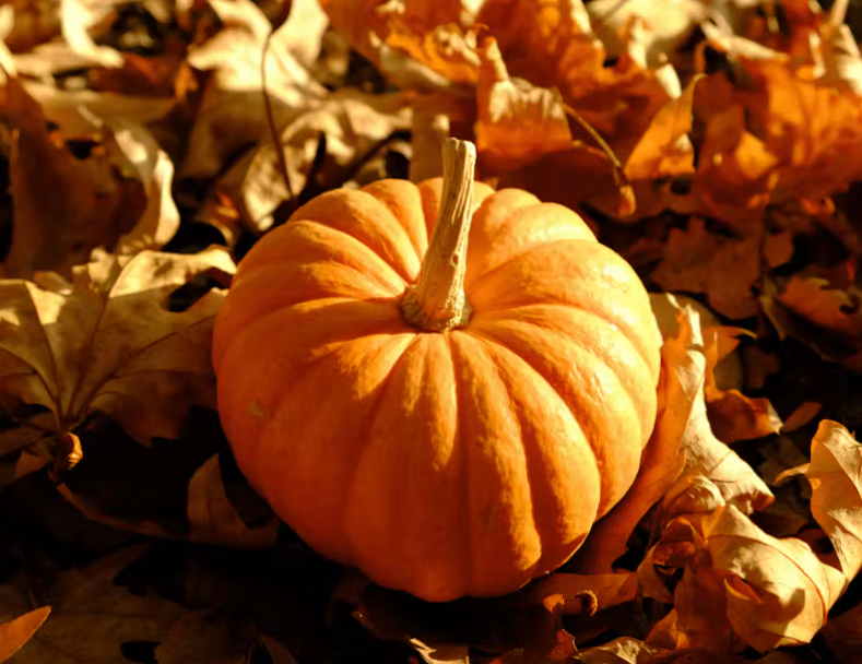 26 oct montagu pumpkin