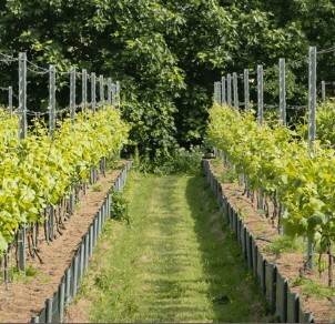 CET vineyard September 25