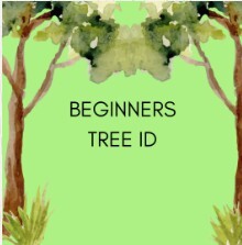 lepe tree id nov 25