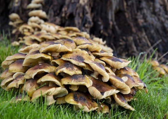 mushroom forage nov 25