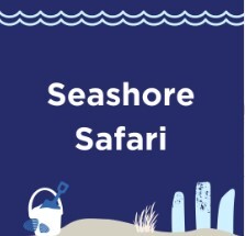 seashore safari