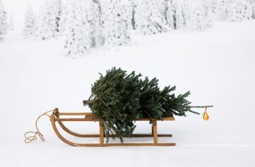 christmas sledge