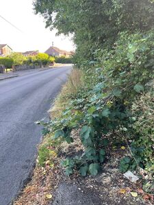 July 2024 West Common verge clearing