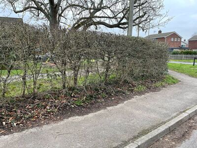 St Francis Verge Clearing  130225