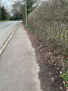 St Francis Verge Clearing  130225